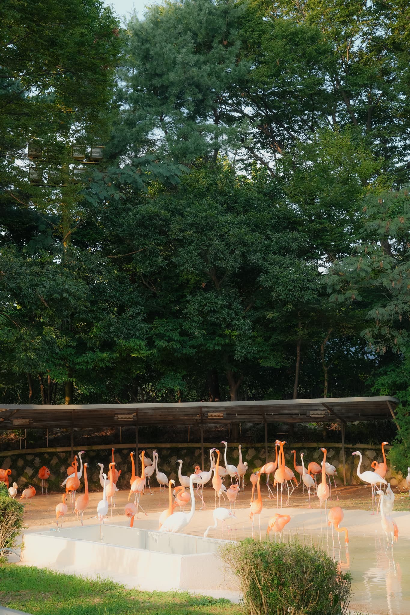 Flamingos gathered in a sheltered area, surrounded by lush green trees.