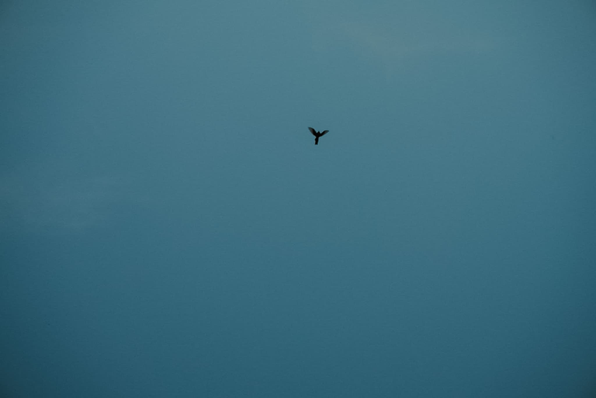 A bird silhouetted against a clear blue sky.