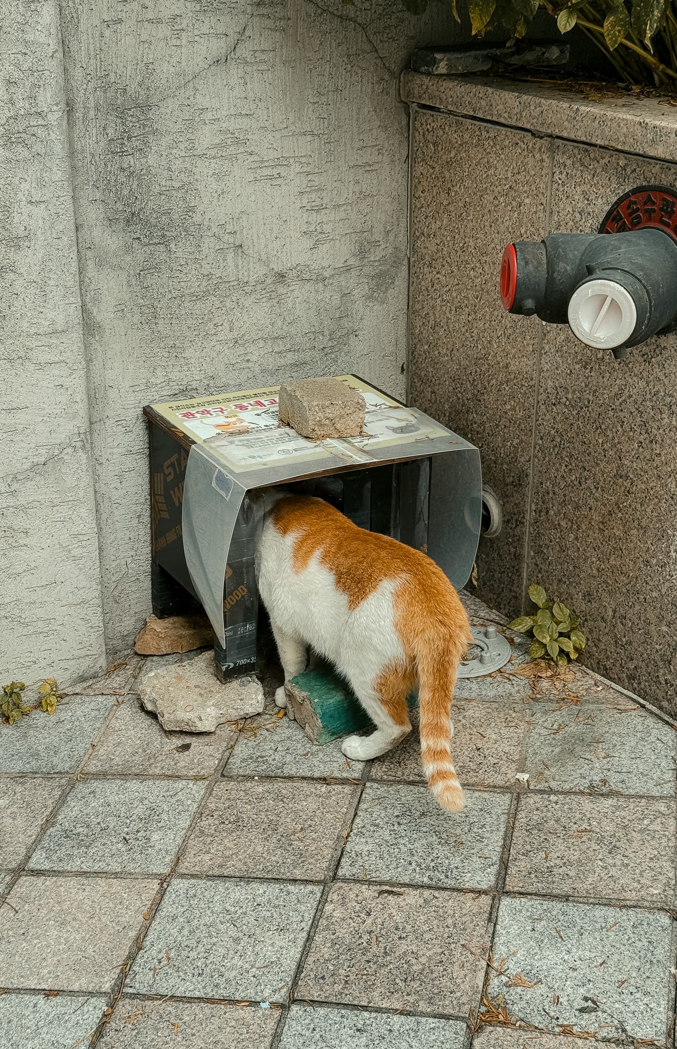 Cat with orange and white fur exploring inside a makeshift shelter made from metal and bricks on a street corner.